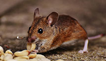 24 Hour & Emergency Exterminators in Brooklyn Park, MD